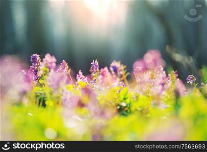 Beautiful spring flowers in the forest. Seasonal Natural background.
