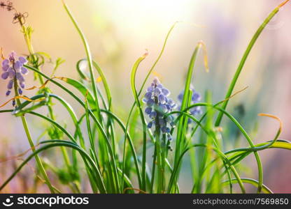 Beautiful spring flowers in the forest. Seasonal Natural background.