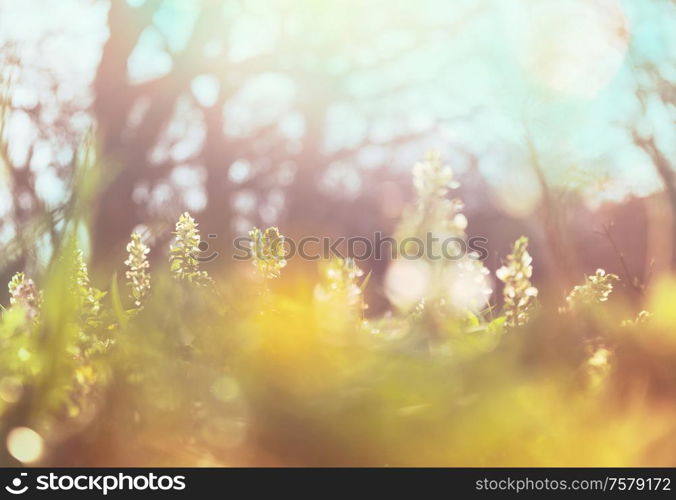 Beautiful spring flowers in the forest. Seasonal Natural background.