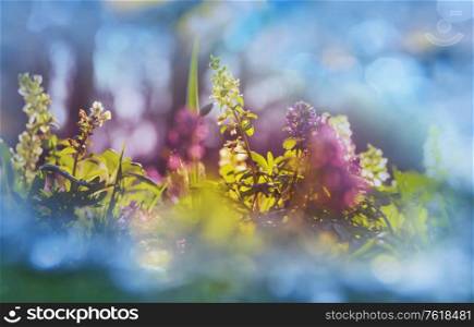 Beautiful spring flowers in the forest. Seasonal Natural background.