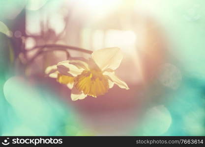 Beautiful  spring flowers in the forest. Seasonal Natural background.