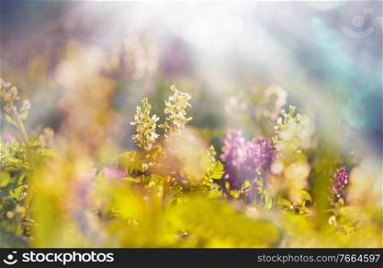 Beautiful  spring flowers in the forest. Seasonal Natural background.