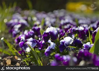Beautiful  spring flowers in the garden. Seasonal Natural background.