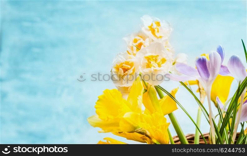 Beautiful spring flowers on turquoise background, side view. Crocuses and Narcissus bunch, floral border