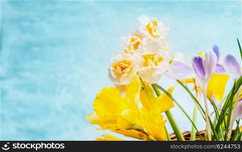 Beautiful spring flowers on turquoise background, side view. Crocuses and Narcissus bunch, floral border