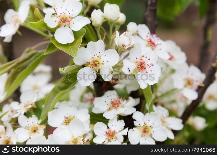Beautiful spring flowers pear. close-up