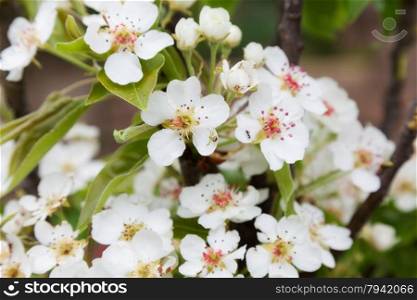Beautiful spring flowers pear. close-up