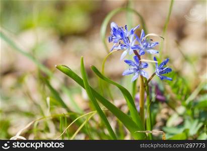 Beautiful spring flowers Scilla siberica (siberian squill) nature background