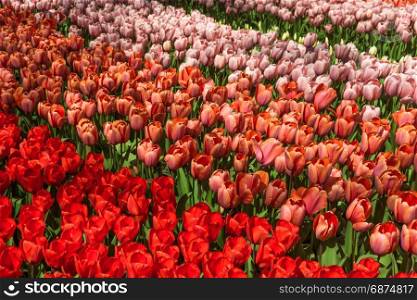 Beautiful spring flowers. tulip flowers field