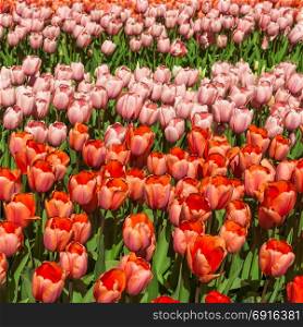 Beautiful spring flowers. tulip flowers field