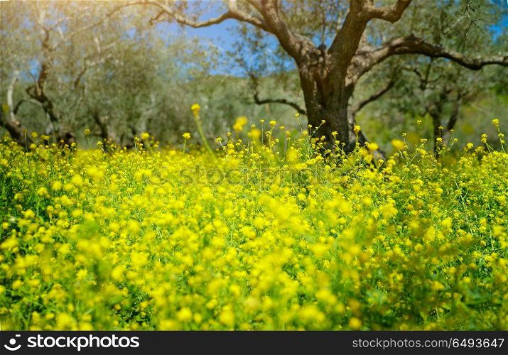 Beautiful spring garden, olive trees growing among little yellow colza flowers, fresh floral meadow in fruits garden, produce of organic food on Mediterranean farmland. Beautiful spring garden