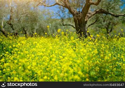 Beautiful spring garden, olive trees growing among little yellow colza flowers, fresh floral meadow in fruits garden, produce of organic food on Mediterranean farmland. Beautiful spring garden