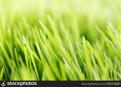 Beautiful spring green grass background macro