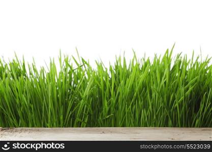 Beautiful spring green grass isolated on white background
