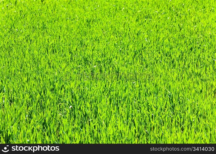 Beautiful spring green grass (nature background).