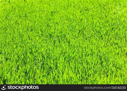 Beautiful spring green grass (nature background).