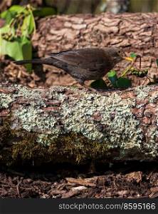 Beautiful Spring image of Blackbird Parus Major bird in forest landscape setting