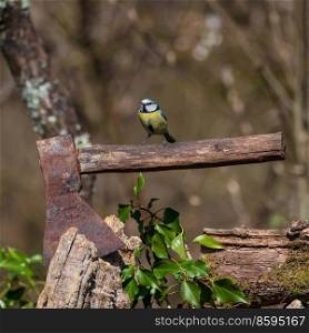 Beautiful Spring image of Blue Tit Cyanistes Caerulueus bird on old rustic hatchet axe in woodland landscape setting