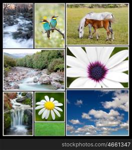 Beautiful spring landscape collage with flowers, birds, horses, rivers...