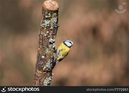 Beautiful Spring landscape image of Blue Tit Cyanistes Caeruleus bird in forest perched on tree branch