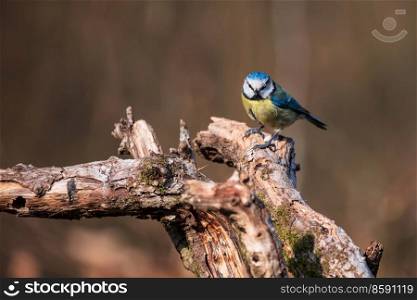 Beautiful Spring landscape image of Blue Tit Cyanistes Caeruleus bird in forest perched on tree branch