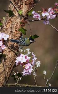 Beautiful Spring landscape image of Great Tit bird Parus Major on pink blossom tree in forest setting with colorful vibrant colors