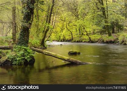 Beautiful Spring landscape image of River Teign flowing through lush green forest in English countryside