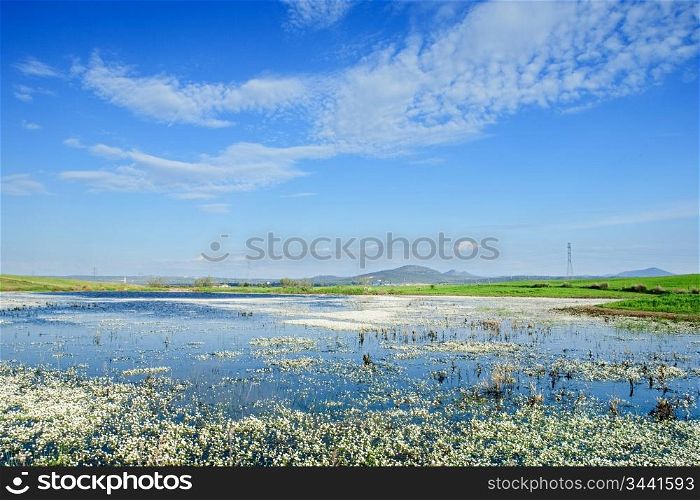 Beautiful spring landscape with a lake full of flowers on the water