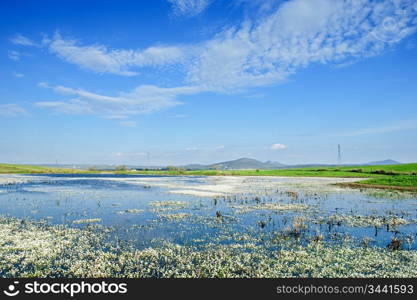 Beautiful spring landscape with a lake full of flowers on the water