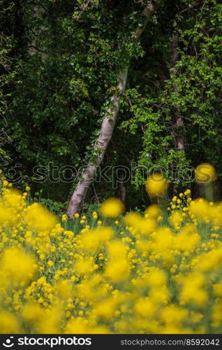 Beautiful Spring landscape with shallow depth of field techniqure of rapeseed canola along river bank in Spring at sunrise