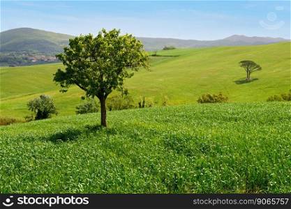Beautiful spring landscape with tree on foreground in Tuscany countryside, Italy. Beautiful spring landscape in Tuscany