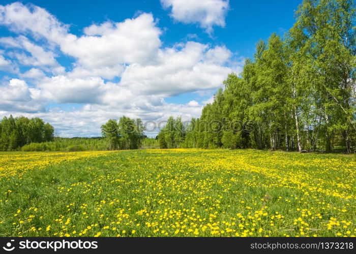 Beautiful spring landscape with yellow fields of dandelions on a Sunny day.