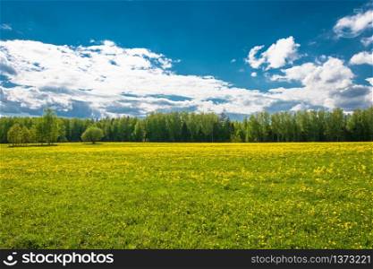 Beautiful spring landscape with yellow fields of dandelions on a Sunny day.