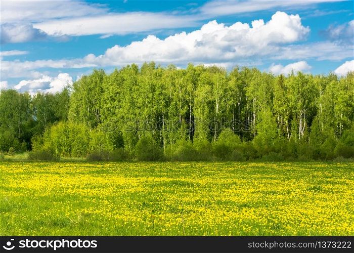 Beautiful spring landscape with yellow fields of dandelions on a Sunny day.