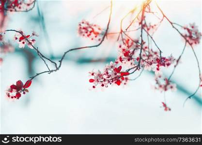 Beautiful spring nature blossom background with cherry blooming. Springtime nature. Outdoor