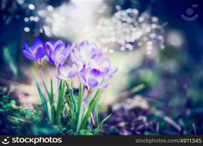 Beautiful spring nature scene with crocuses flowers and bokeh flare. Spring day. Floral Springtime background