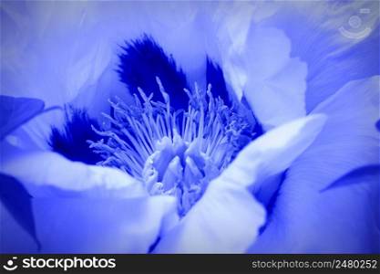 Beautiful spring pattern background with blue flower . Close up of peony flower .. Beautiful spring pattern background with blue flower . Close up of peony flower