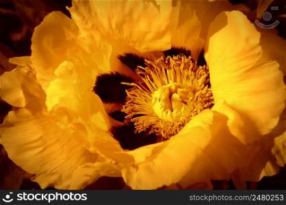 Beautiful spring pattern background with orange flower . Close up of peony flower .. Beautiful spring pattern background with orange flower . Close up of peony flower