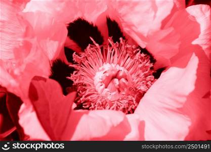 Beautiful spring pattern background with pink flower . Close up of peony flower .. Beautiful spring pattern background with pink flower . Close up of peony flower