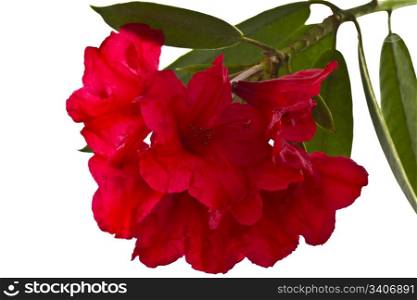 Beautiful spring red flowers on white background