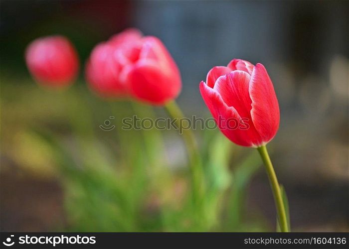 Beautiful spring red flowers - tulips. Natural colorful blurred background.