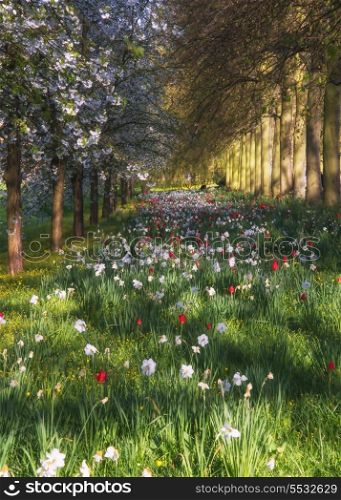 Beautiful Spring Summer flower meadow landscape in sunlight