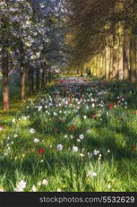Beautiful Spring Summer flower meadow landscape in sunlight