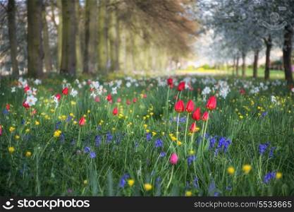 Beautiful Spring Summer flower meadow landscape in sunlight with selective focus