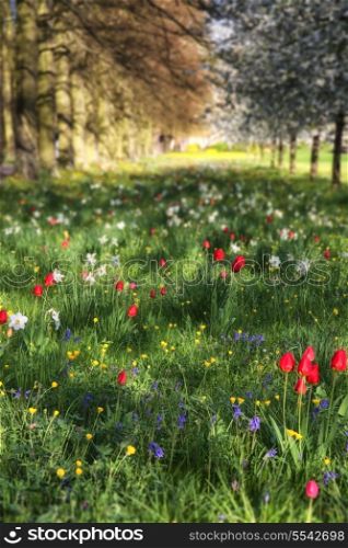 Beautiful Spring Summer flower meadow landscape in sunlight with selective focus