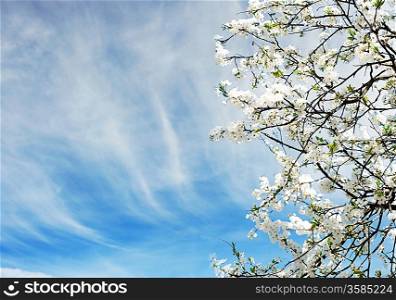 Beautiful spring tree flowers over blue sky