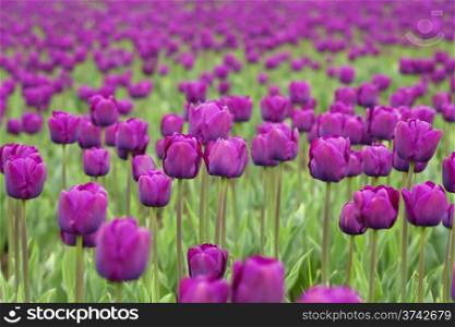 Beautiful Spring tulips - floral background
