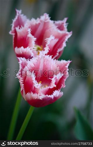 beautiful spring tulips in nature. Close up