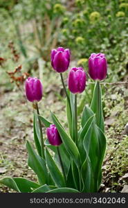 beautiful spring tulips in nature. Close up