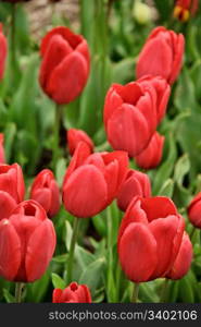 beautiful spring tulips in nature. Close up
